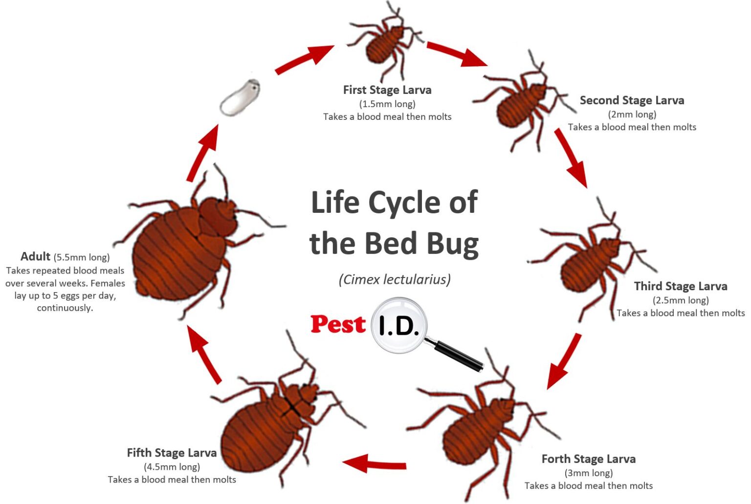 Bed Bug Pest Control | Infestation Removal & Exterminator Services