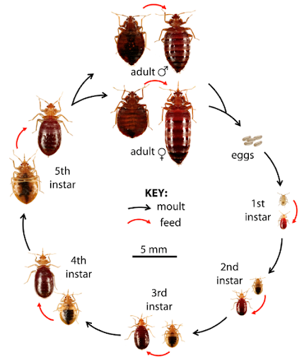 Bed Bug Facts, Identification & Elimination Guide | Pest ID