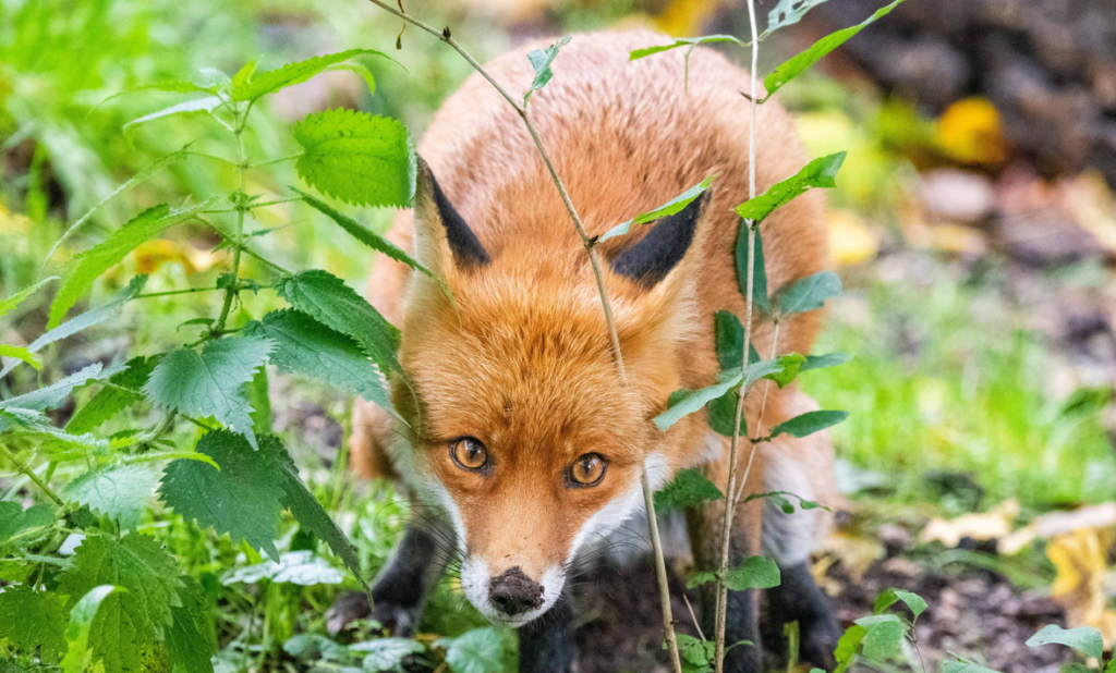 Dead Fox Removal Services in Essex & East London | Pest ID