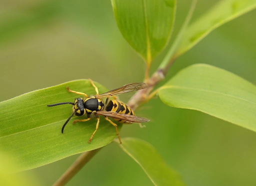 Why Do Wasps Swarm Greenery After Summer With No Nest?
