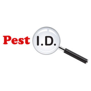 Pest ID - get rid of pests fast