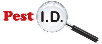 logo: pest id