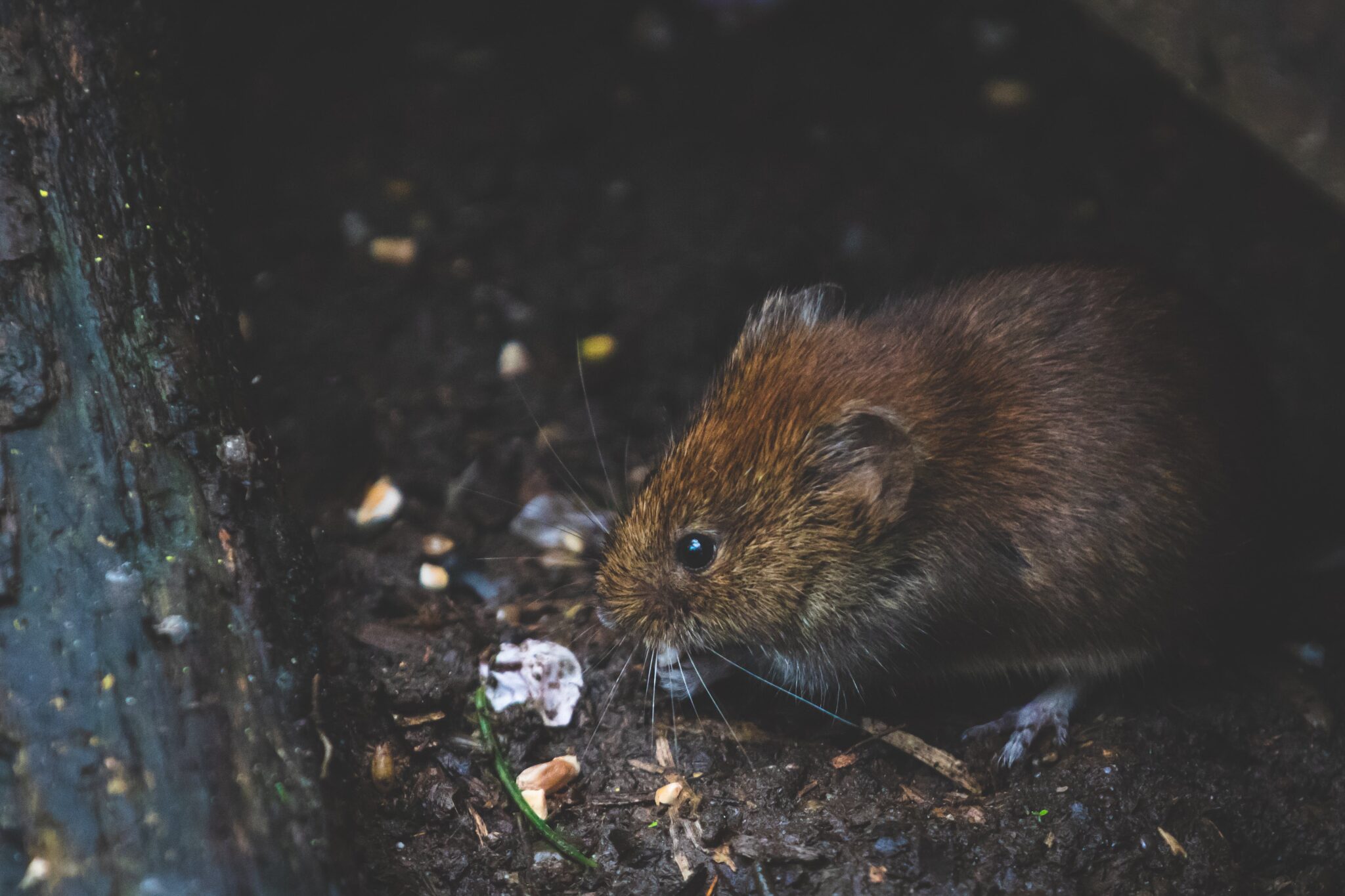 What Diseases Can I Get From Rats? Rat Disease Advice | Pest ID