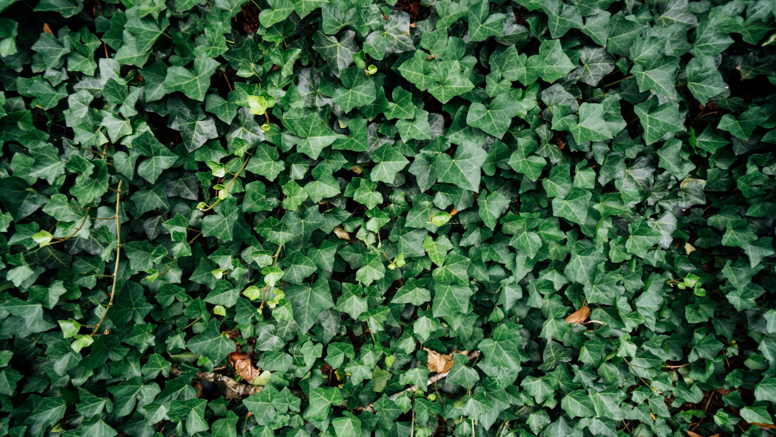 green ivy that wasps are known to swarm