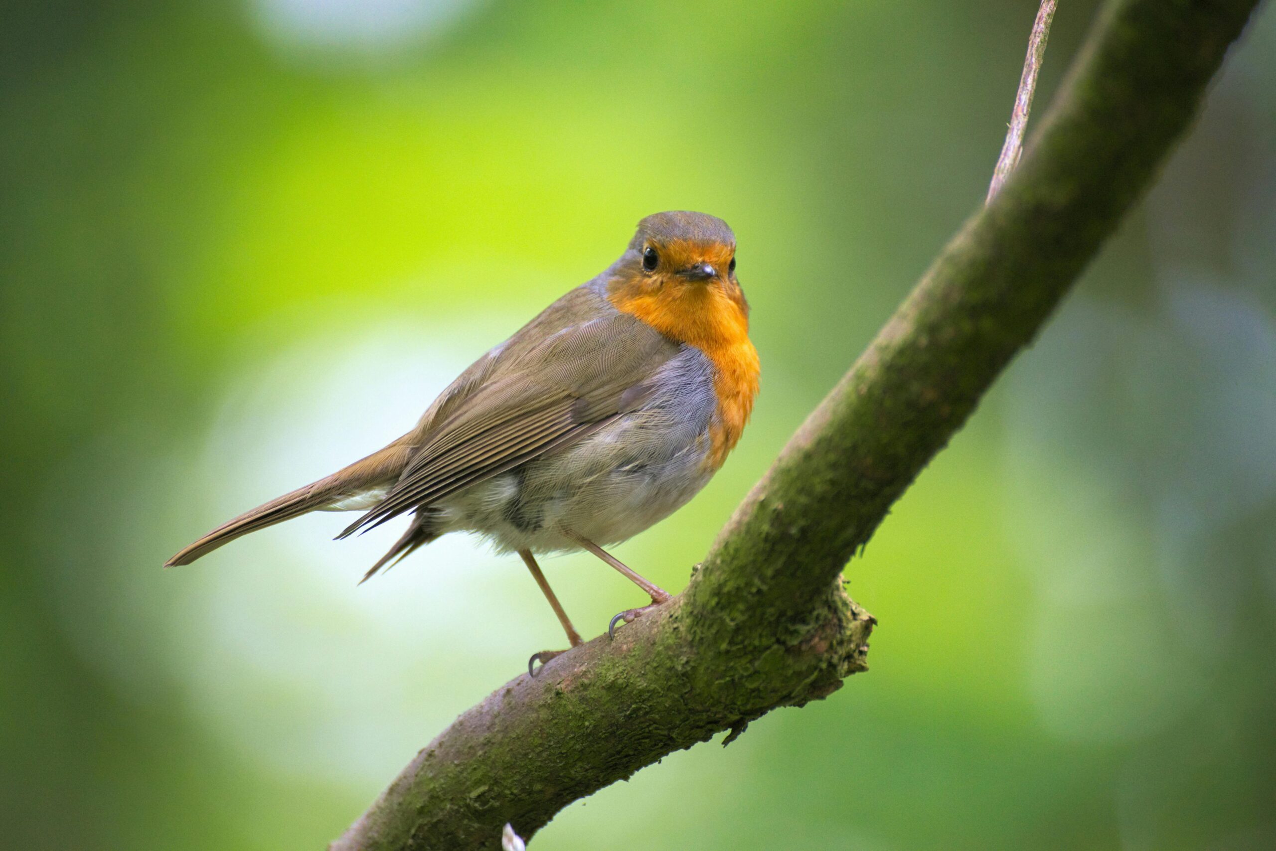 baby sparrow bird