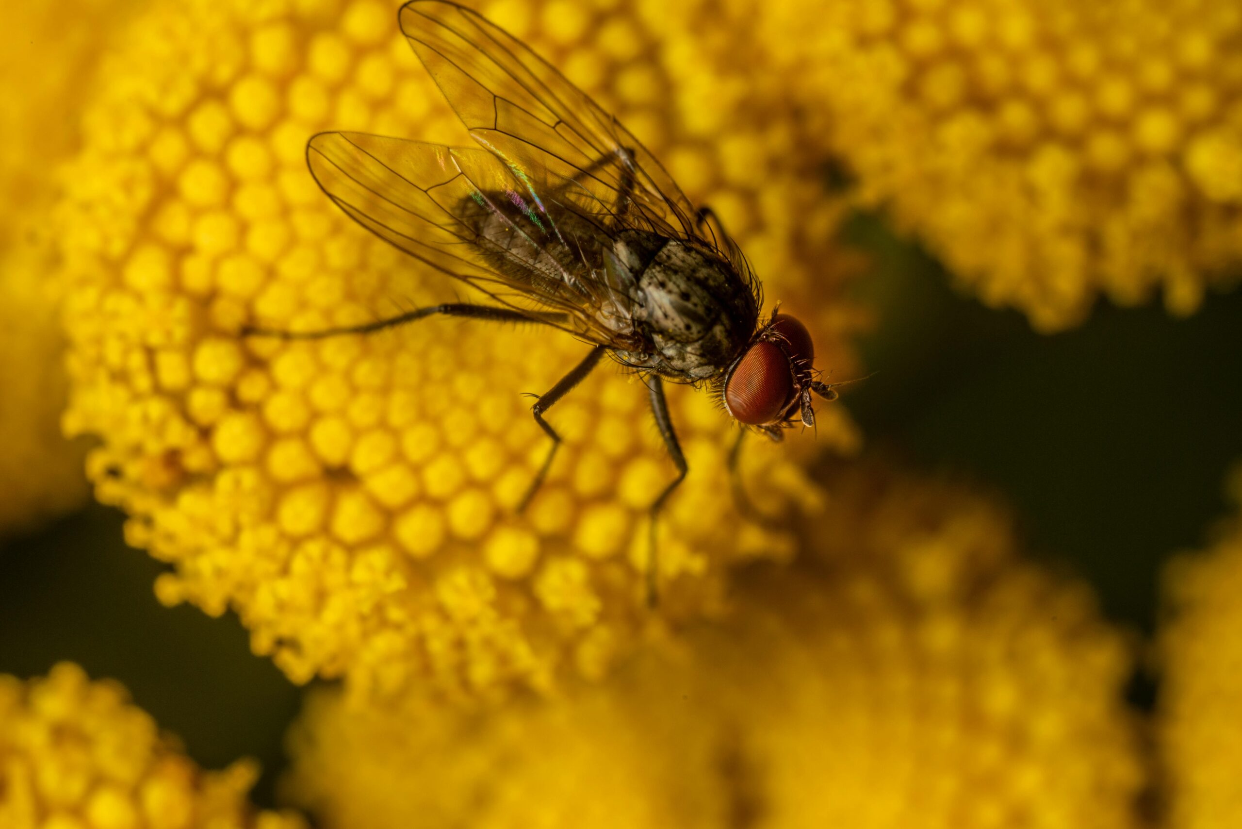 How to Get Rid of Cluster Flies | Cluster Fly Facts | Pest ID