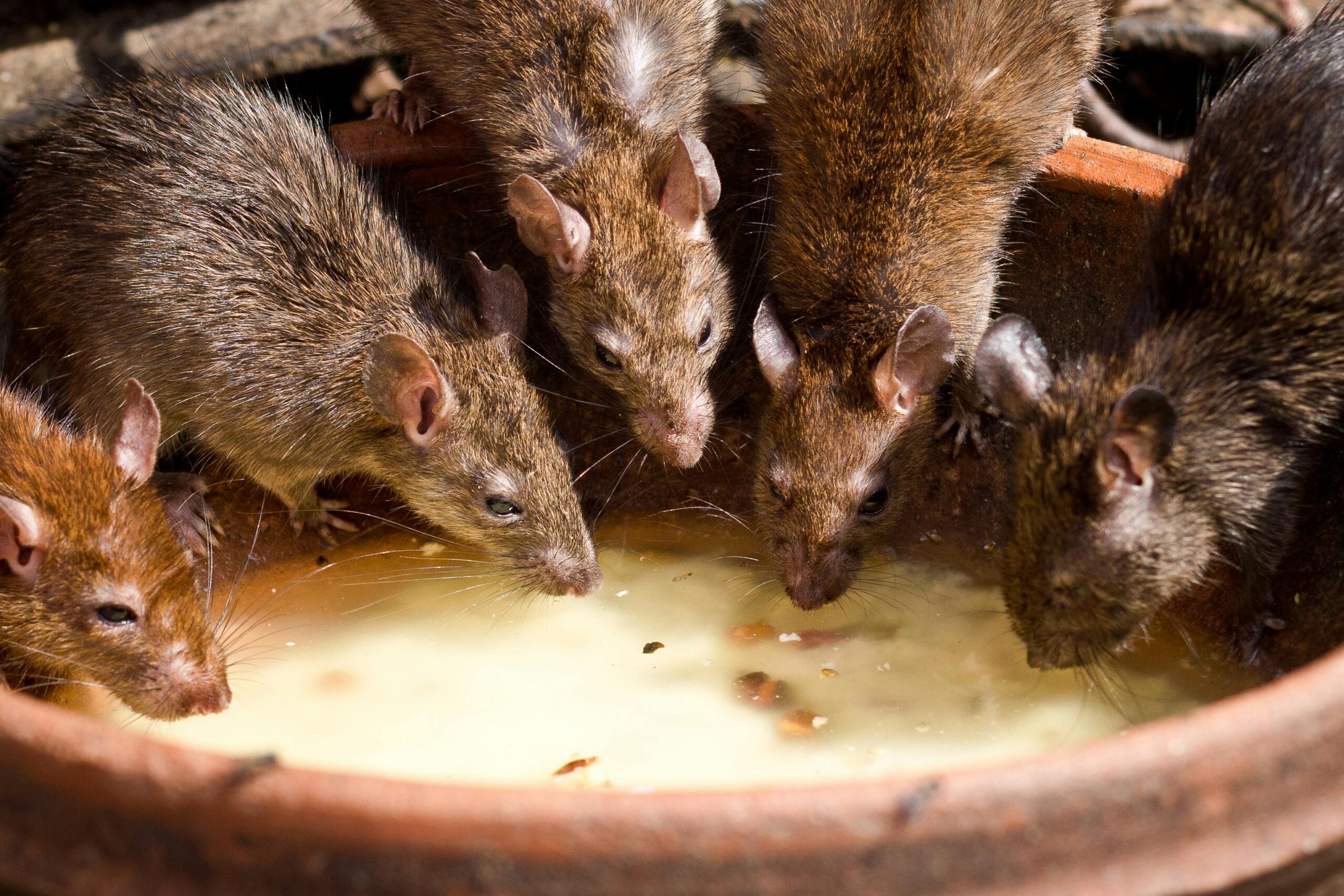 multiple rats trying to eat from a bowl